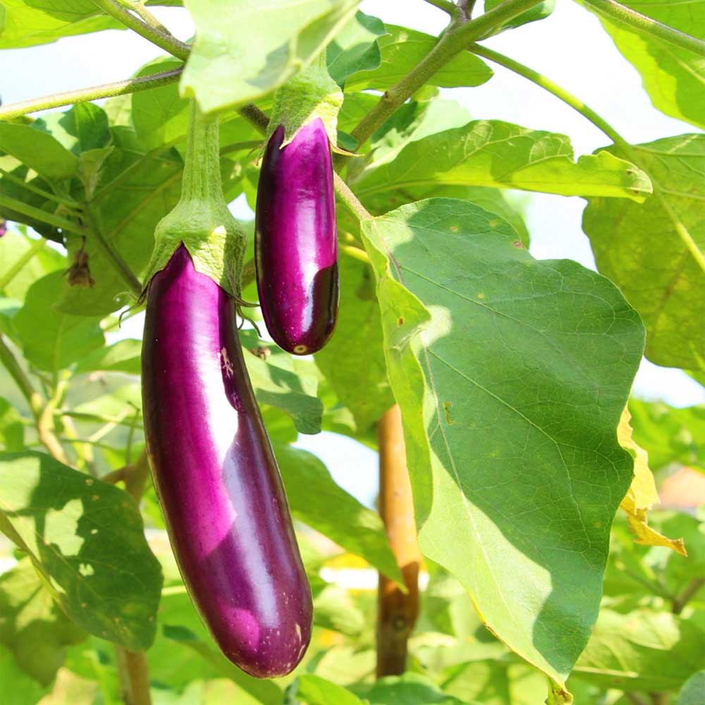 Brinjal Light Purple Long Seeds - (50 Seeds) High Germination/ High Yield / Ideal for Terrace/Kitchen Gardening (Bainganee Baingan/Eggplant/बैंगनी बैंगन के बीज) - Image 2