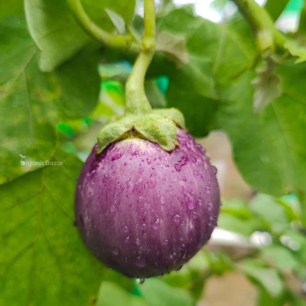 Brinjal Pink Round F1 Hybrid Seeds - (50 Seeds) High Germination/ High Yield / Ideal for Terrace/Kitchen Gardening (Pink Baingan/Eggplant/गुलाबी बैंगन के बीज) - Image 2