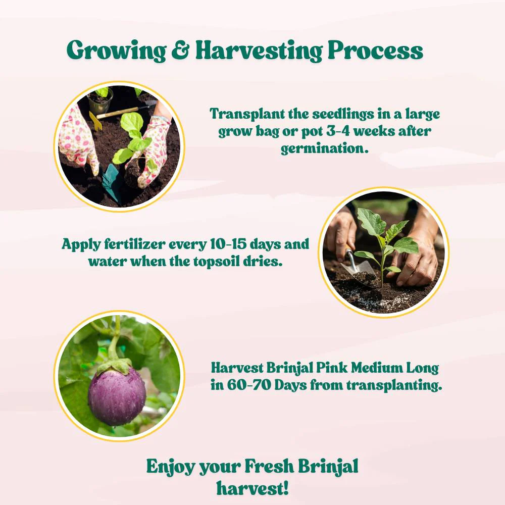 Brinjal Pink Round F1 Hybrid Seeds - (50 Seeds) High Germination/ High Yield / Ideal for Terrace/Kitchen Gardening (Pink Baingan/Eggplant/गुलाबी बैंगन के बीज) - Image 6