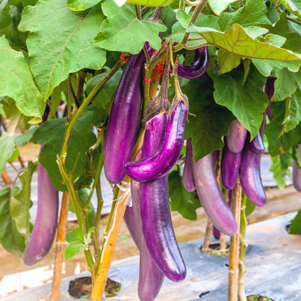 Brinjal Purple Long Seeds - (50 Seeds) High Germination/ High Yield / Ideal for Terrace/Kitchen Gardening  (Bainganee Baingan/Eggplant/बैंगनी बैंगन के बीज) - Image 2