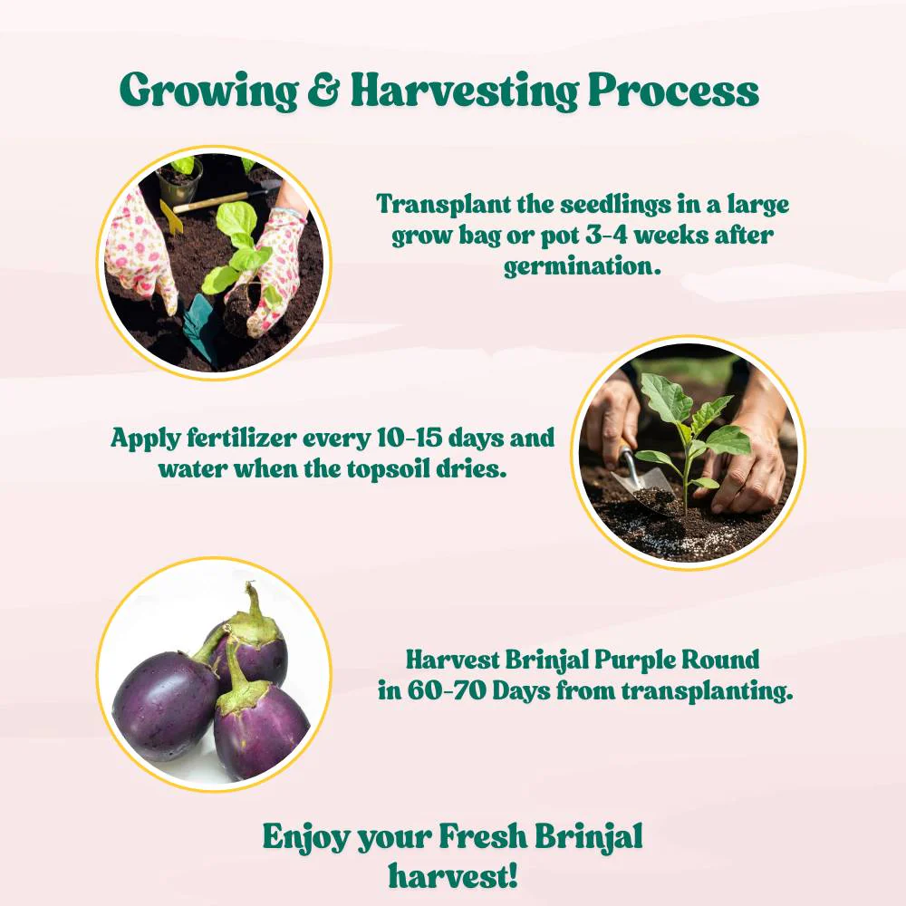 Brinjal Purple Round Seeds - (50 Seeds) High Germination/ High Yield / Ideal for Terrace/Kitchen Gardening (Bainganee Baingan/Eggplant/बैंगनी बैंगन के बीज) - Image 6