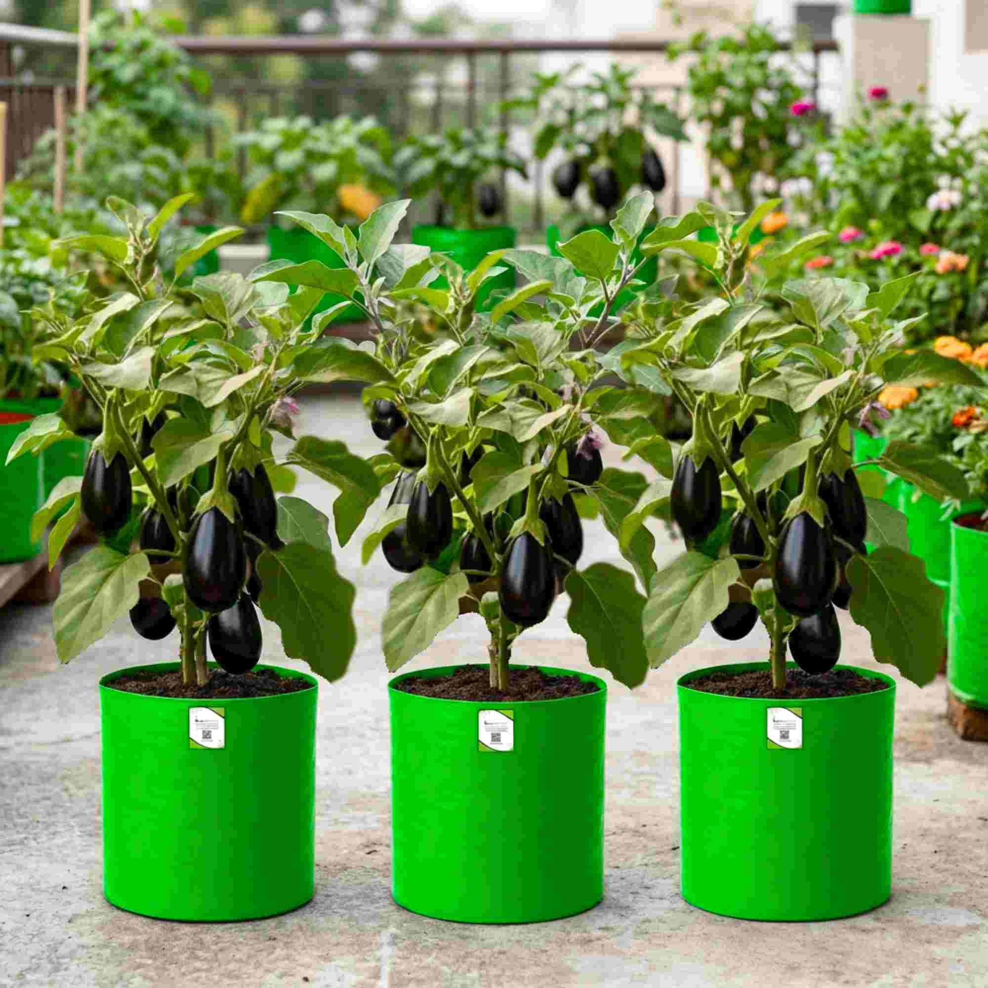 Brinjal Seeds Black - 50 Seeds) High Germination/ High Yield / Ideal for Terrace/Kitchen Gardening (Black Baingan/eggplant/ब्लैक बैंगन के बीज) - Image 2
