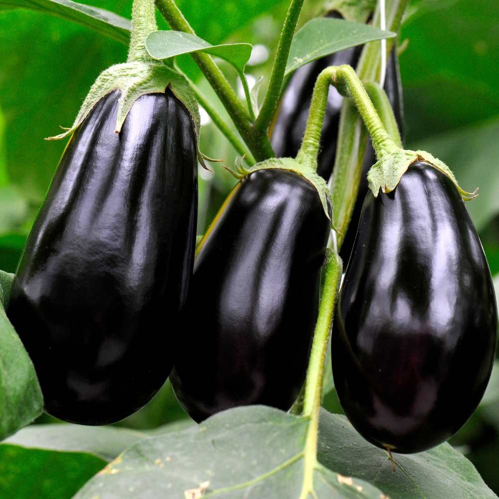 Brinjal Seeds Black - 50 Seeds) High Germination/ High Yield / Ideal for Terrace/Kitchen Gardening (Black Baingan/eggplant/ब्लैक बैंगन के बीज) - Image 4