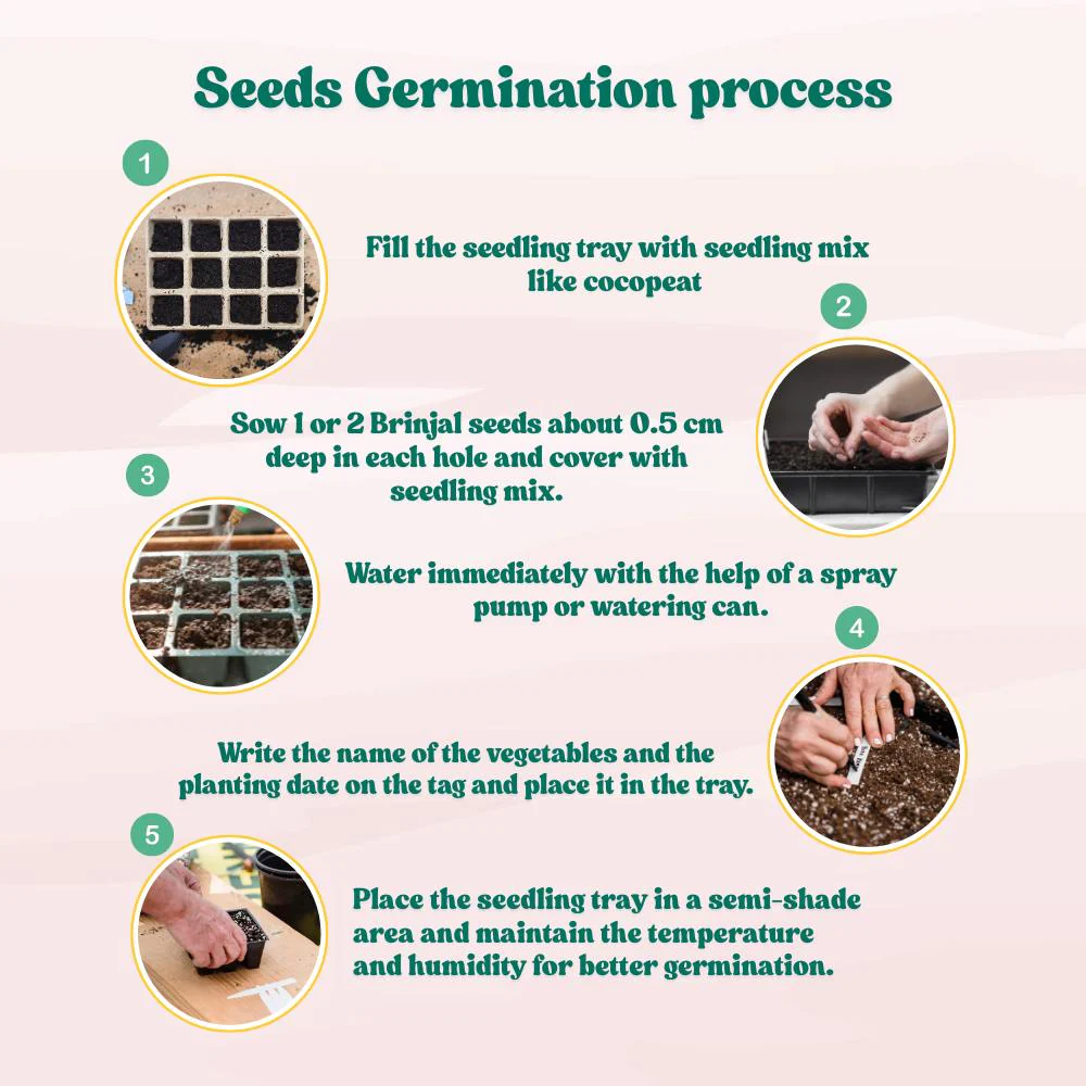 Brinjal Seeds Black - 50 Seeds) High Germination/ High Yield / Ideal for Terrace/Kitchen Gardening (Black Baingan/eggplant/ब्लैक बैंगन के बीज) - Image 7