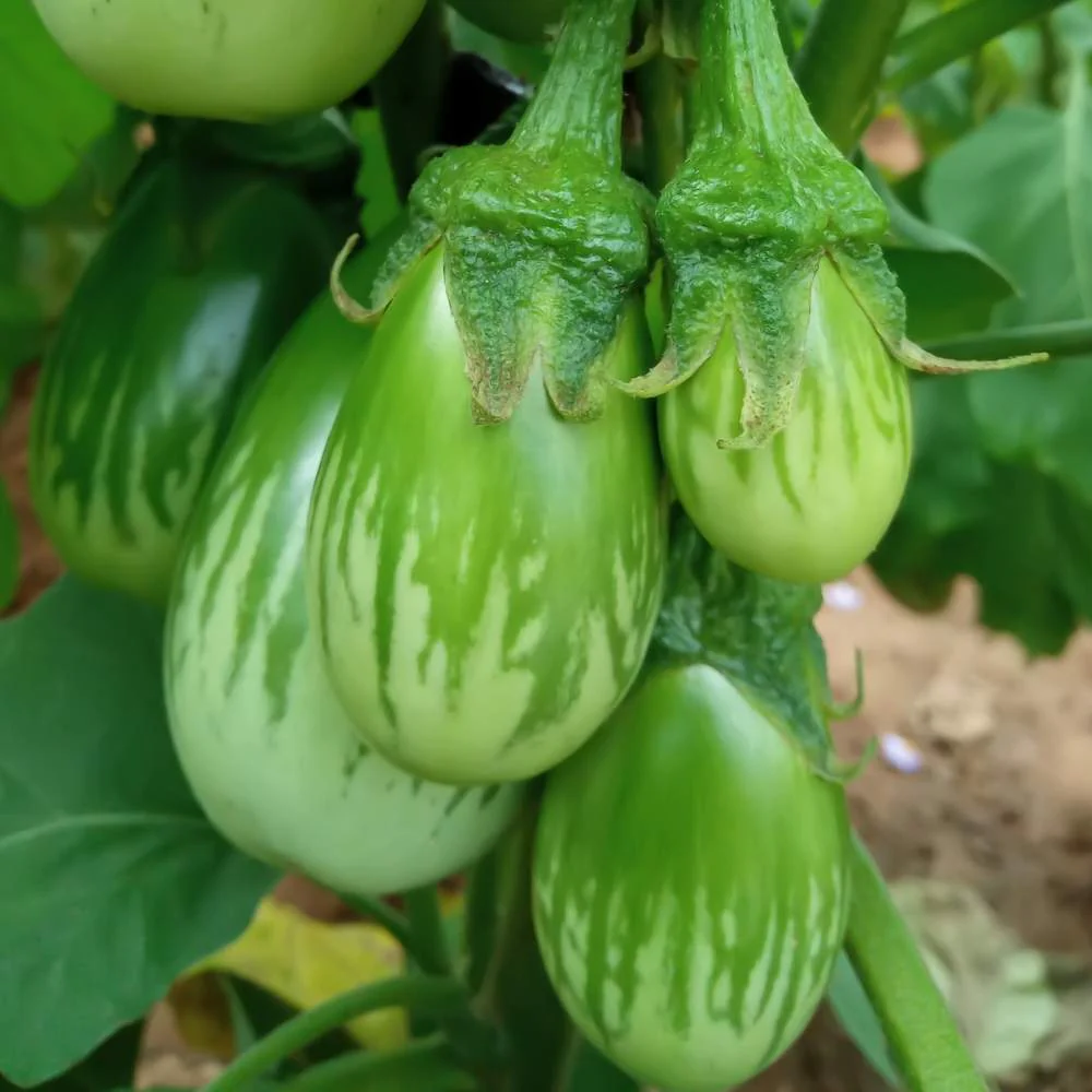 Brinjal Green Seeds - (50 Seeds) High Germination/ High Yield / Ideal for Terrace/Kitchen Gardening (Hara Baingan/eggplant/हरा बैंगन के बीज) - Image 2
