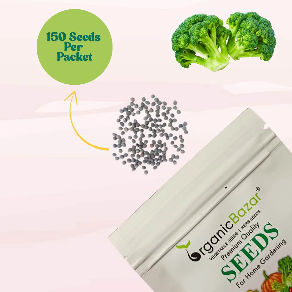 Broccoli Seeds - 150 Seeds (Hari Gobhi/हरी गोभी/ब्रोकली के बीज) High Germination /Easy to Grow/Ideal for Terrace/Kitchen Gardening - Image 3