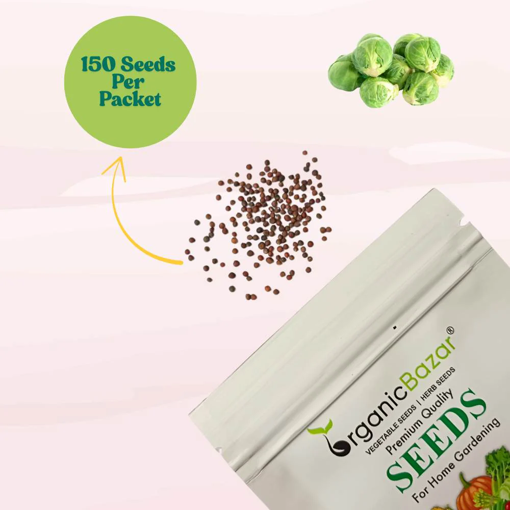 Brussels Sprouts Seeds - 150 Seeds (ब्रसेल्स स्प्राउट्स के बीज) High Germination /High yield /Ideal for Terrace/Kitchen Gardening - Image 3