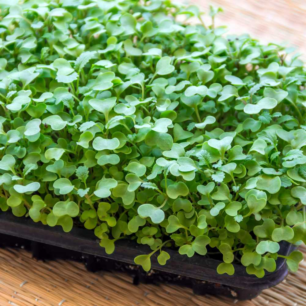 Cabbage Microgreen Seeds - 20g - Image 2