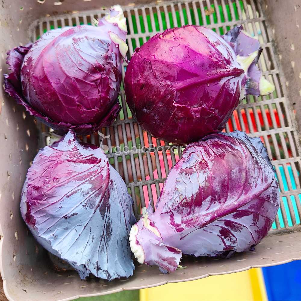 Cabbage Red Seeds - 150 Seeds (Lal Patta gobhi) (लाल पत्ता गोभी के बीज) High Germination / Easy to Grow / Ideal for Terrace/Kitchen Gardening - Image 3