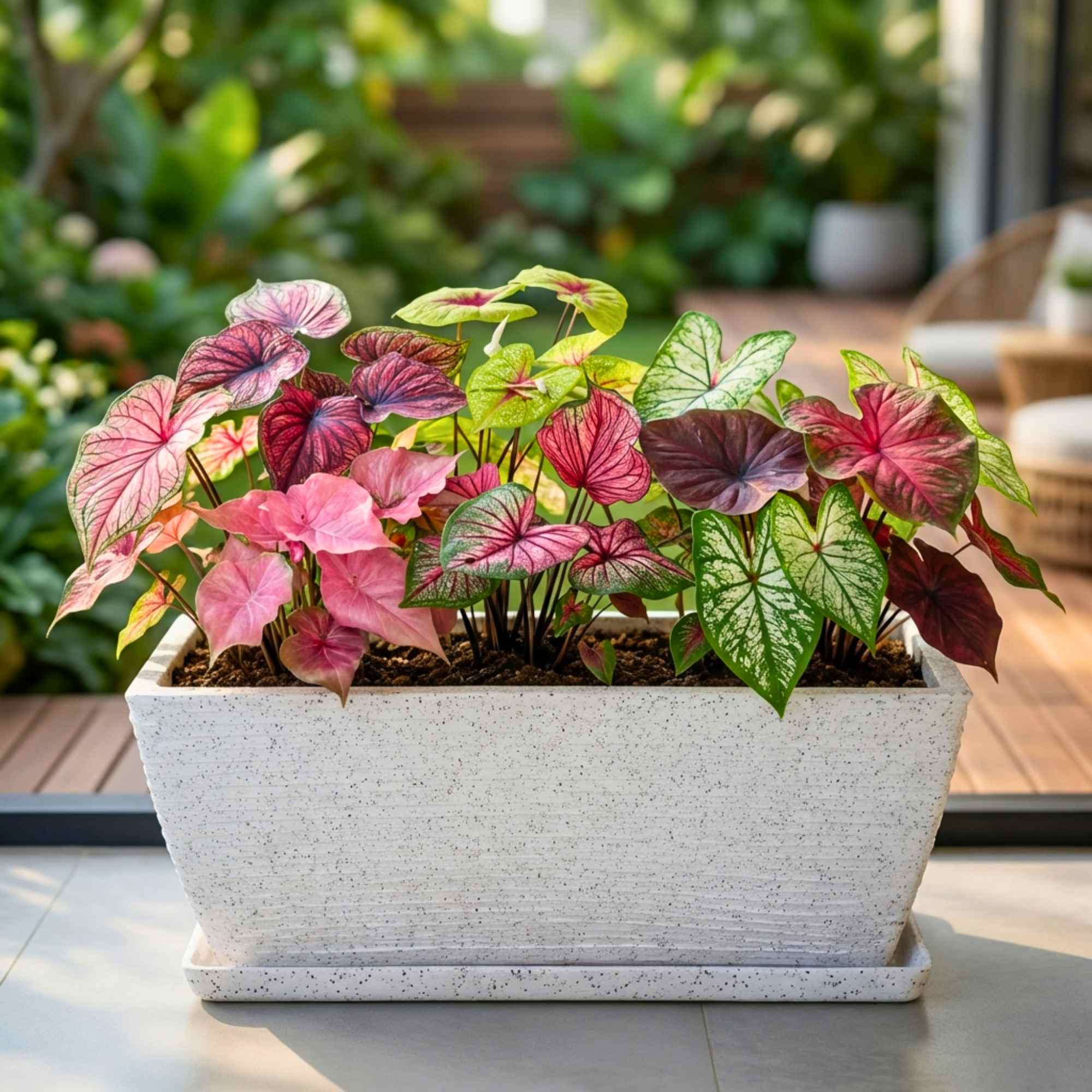 Caladium Mix Flower Bulbs (05N) Colorful Ornamental Plants For Indoor & Outdoor Gardening🌿✨