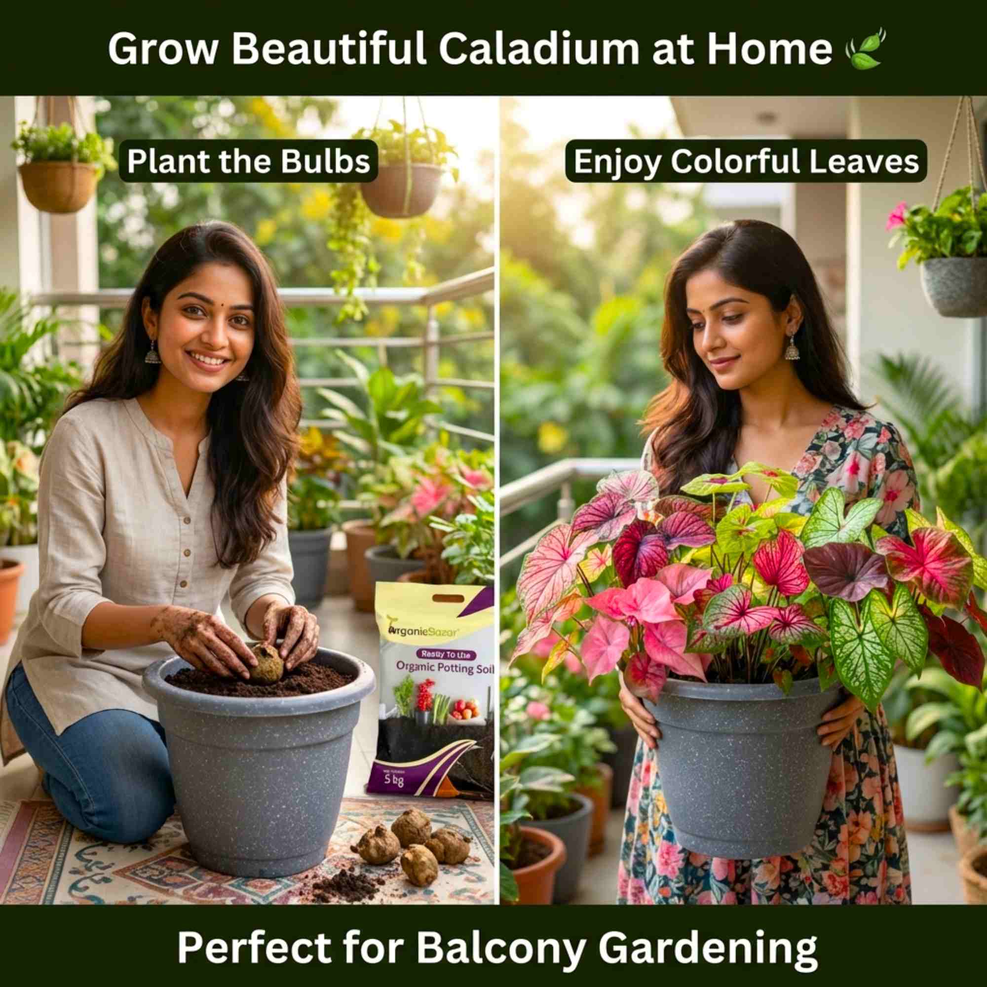 Caladium Mix Flower Bulbs (05N) Colorful Ornamental Plants For Indoor & Outdoor Gardening🌿✨ - Image 2