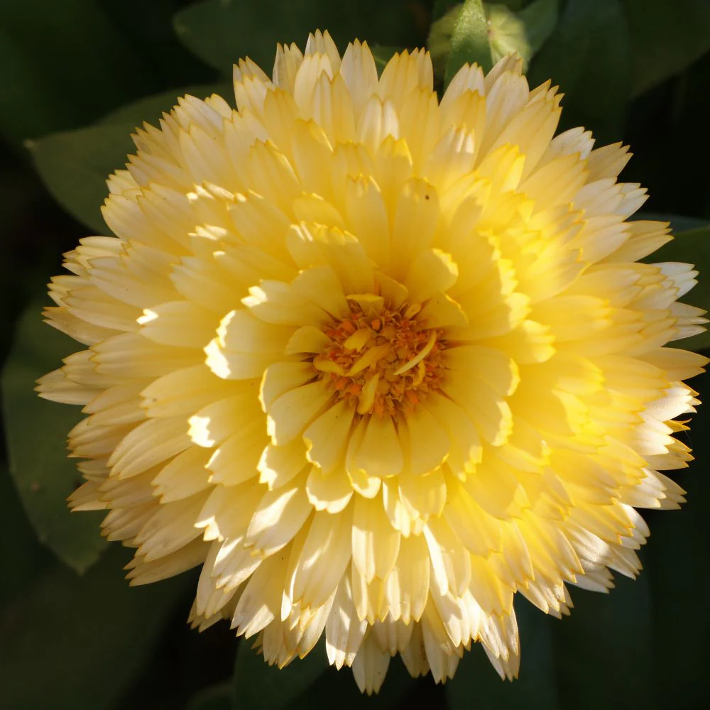 Calendula Creamy White Flower Seeds - 100 Seeds (Pot marigold/पॉट मैरीगोल्ड के बीज) - Image 2
