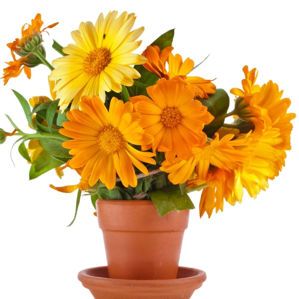 Calendula Officinalis Fiesta Gitana Mix Seeds - 100 Seeds (Pot marigold/पॉट मैरीगोल्ड के बीज) - Image 2