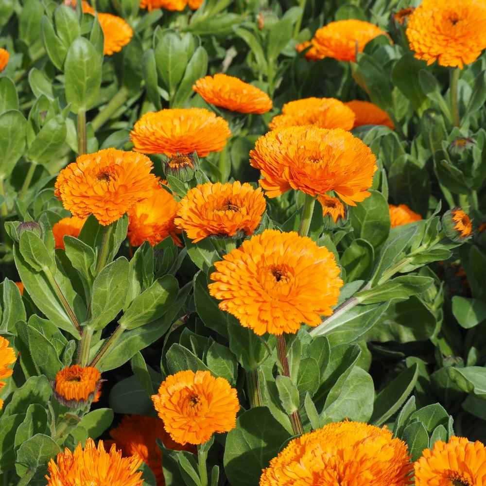 Calendula Officinalis Fiesta Gitana Orange Seeds - 100 Seeds (Pot marigold/पॉट मैरीगोल्ड के बीज) High germination/Easy To grow/ Perfect for pots, balconies, or Terrace gardens - Image 2