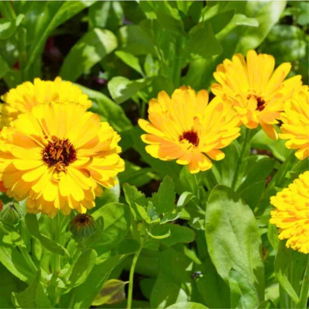 Calendula Officinalis Fiesta Gitana Yellow Seeds - 100 Seeds (Pot marigold/पॉट मैरीगोल्ड के बीज) High germination/Easy To grow/ Perfect for pots, balconies, or Terrace gardens - Image 2