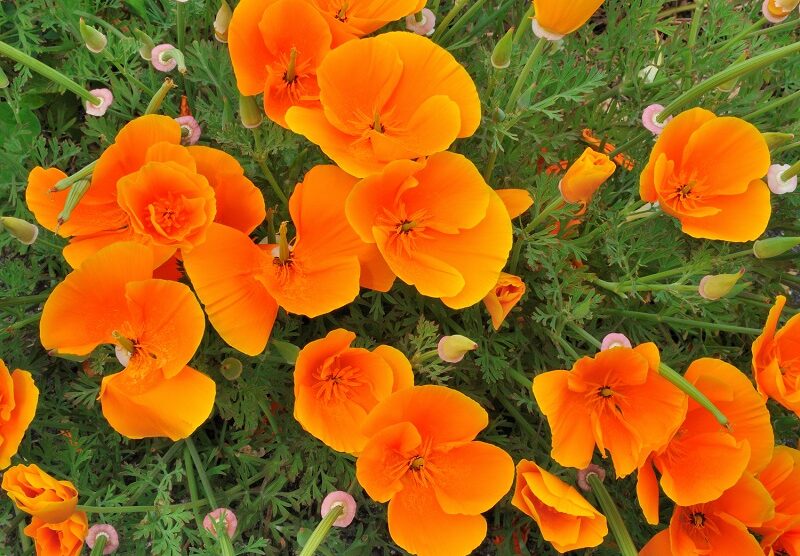 California Poppy Orange Seeds - 200 Seeds (Khus Khus/Posta/पोस्ता के फूल) High Germination/ Easy To grow/ Perfect for pots, balconies, or Terrace gardens - Image 2