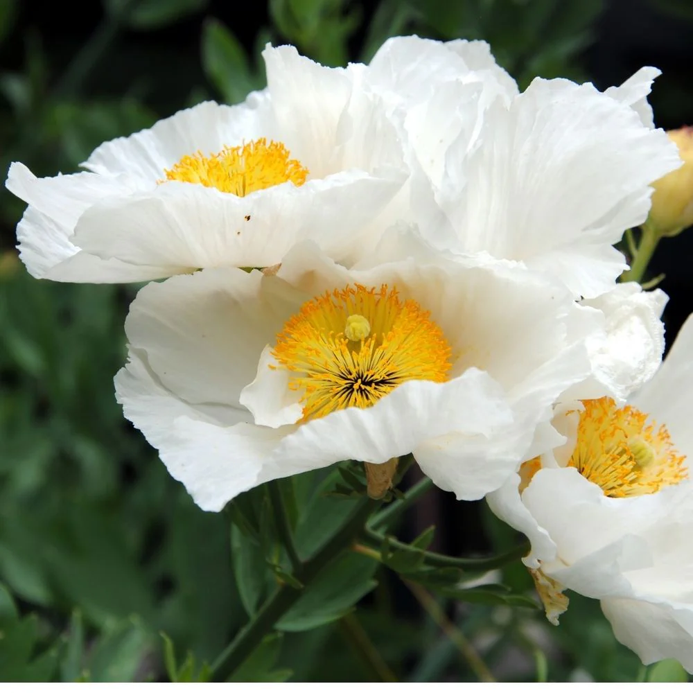 California Poppy White Seeds - 200 Seeds (Khus Khus/Posta/पोस्ता के फूल) - Image 2