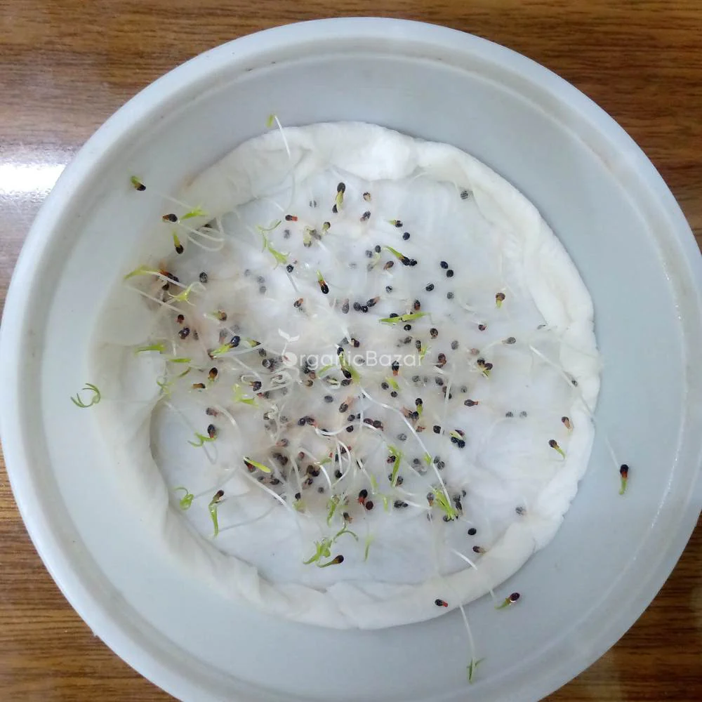 California Poppy White Seeds - 200 Seeds (Khus Khus/Posta/पोस्ता के फूल) - Image 4