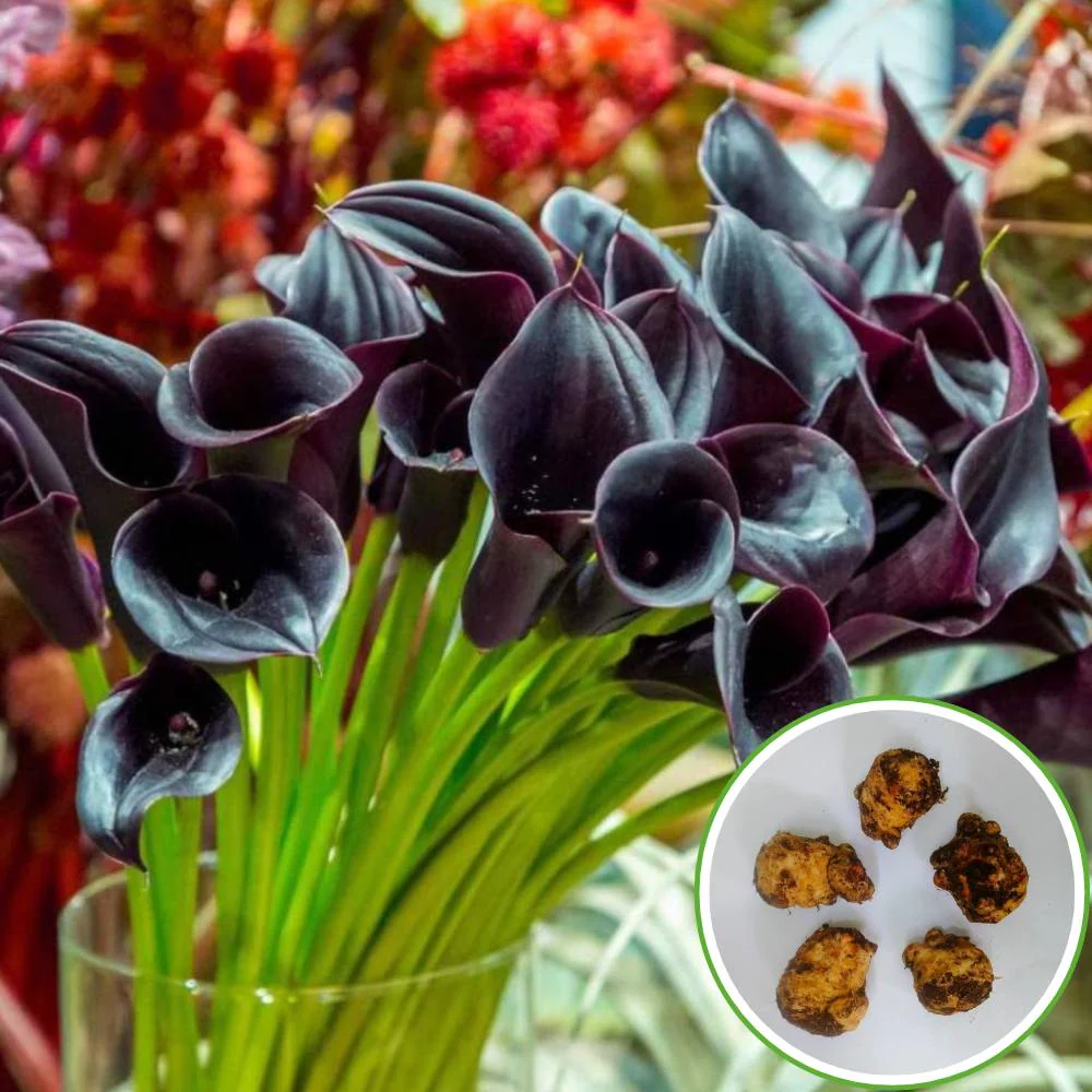 Calla Lily Black Flower Bulbs - Image 2