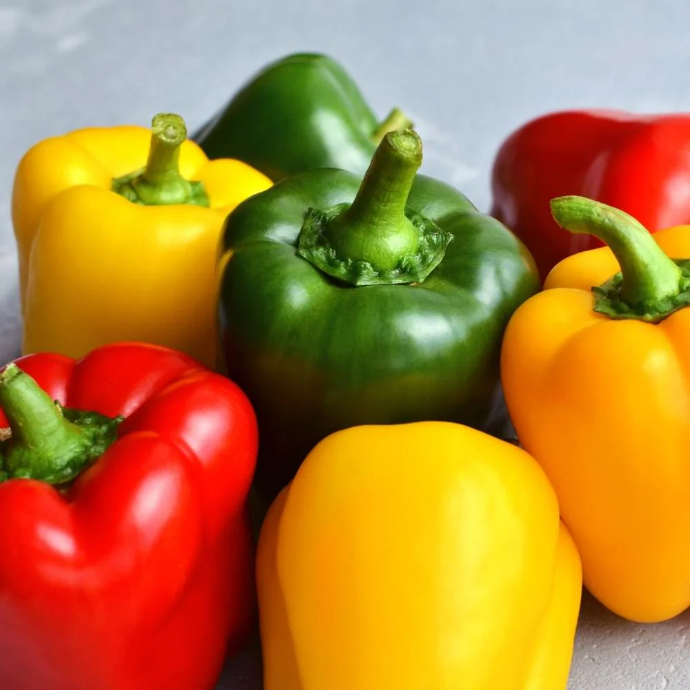 Capsicum-Bellpepper Mixed Color Seeds - (30 Seeds) High Yield | High Germination | Best for Home Gardens (Shimla Mirch/ शिमला मिर्च के बीज) - Image 2