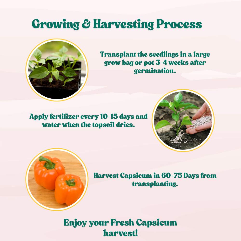 Capsicum Orange (OP) Seeds - (30 Seeds) High Yield/ High Germination Best for Home Gardens  (Naarangi Shimla Mirch/नारंगी शिमला मिर्च के बीज) - Image 6