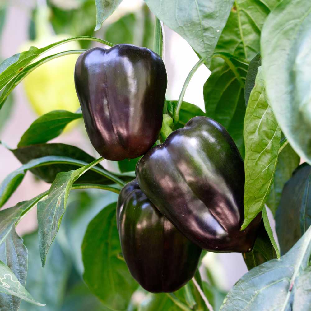 Capsicum Purple Black Seeds - (30 Seeds) High Yield | High Germination | Best for Home Gardens (Shimla Mirch / बैंगनी शिमला मिर्च) - Image 2