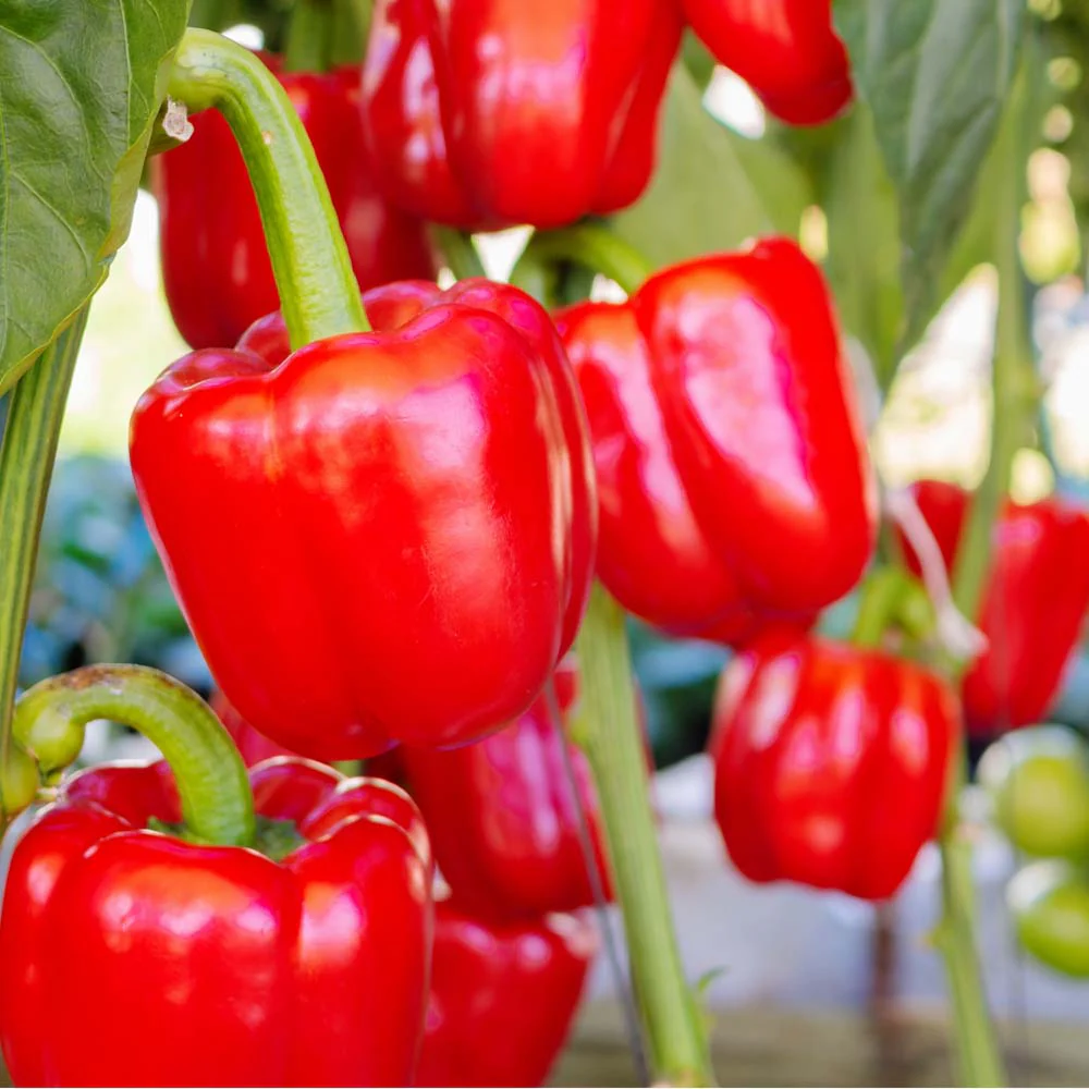 Capsicum Red ( Lal Shimla Mirch) Seeds - (30 Seeds) High Yield | High Germination | Best for Home Gardens ( लाल शिमला मिर्च के बीज) - Image 2