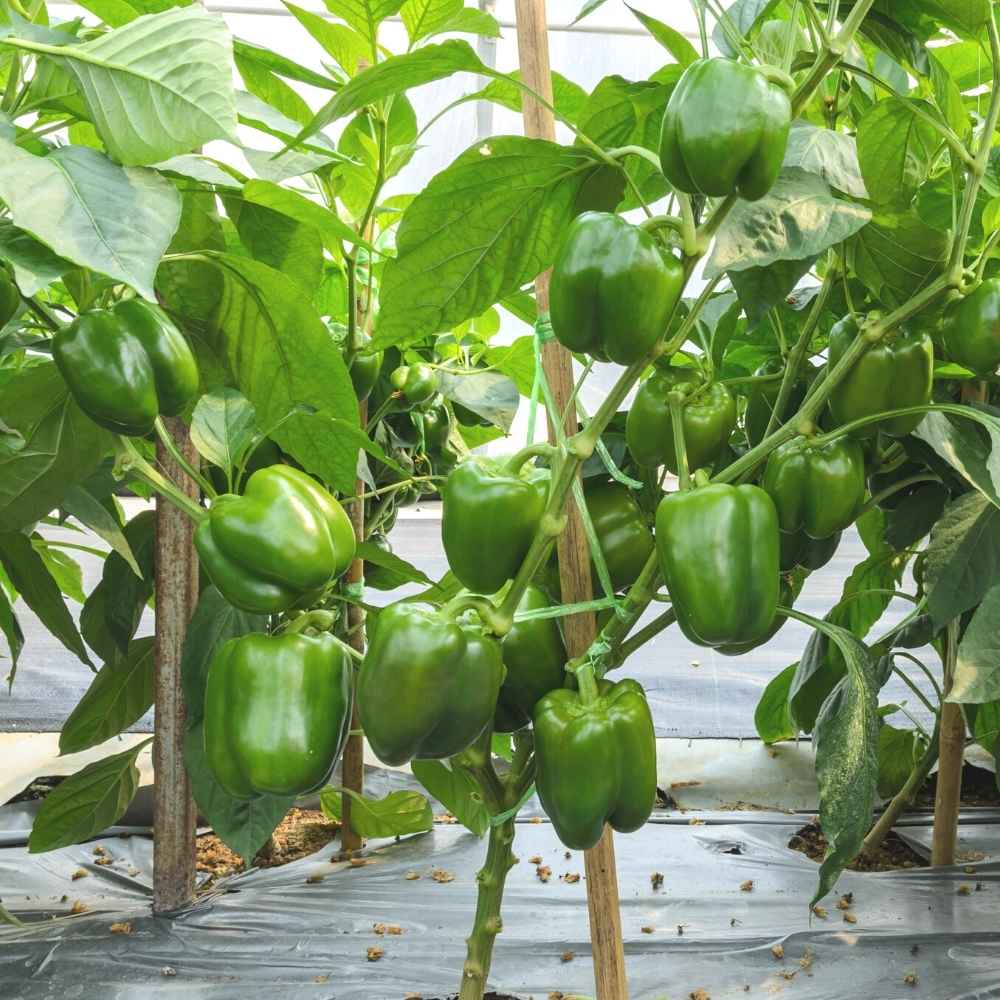 Capsicum (Hari Shimla Mirch) Seeds F1 Hybrid - (30 Seeds) High Yield | High Germination | Best for Home Gardens (हरी शिमला मिर्च के बीज) - Image 4