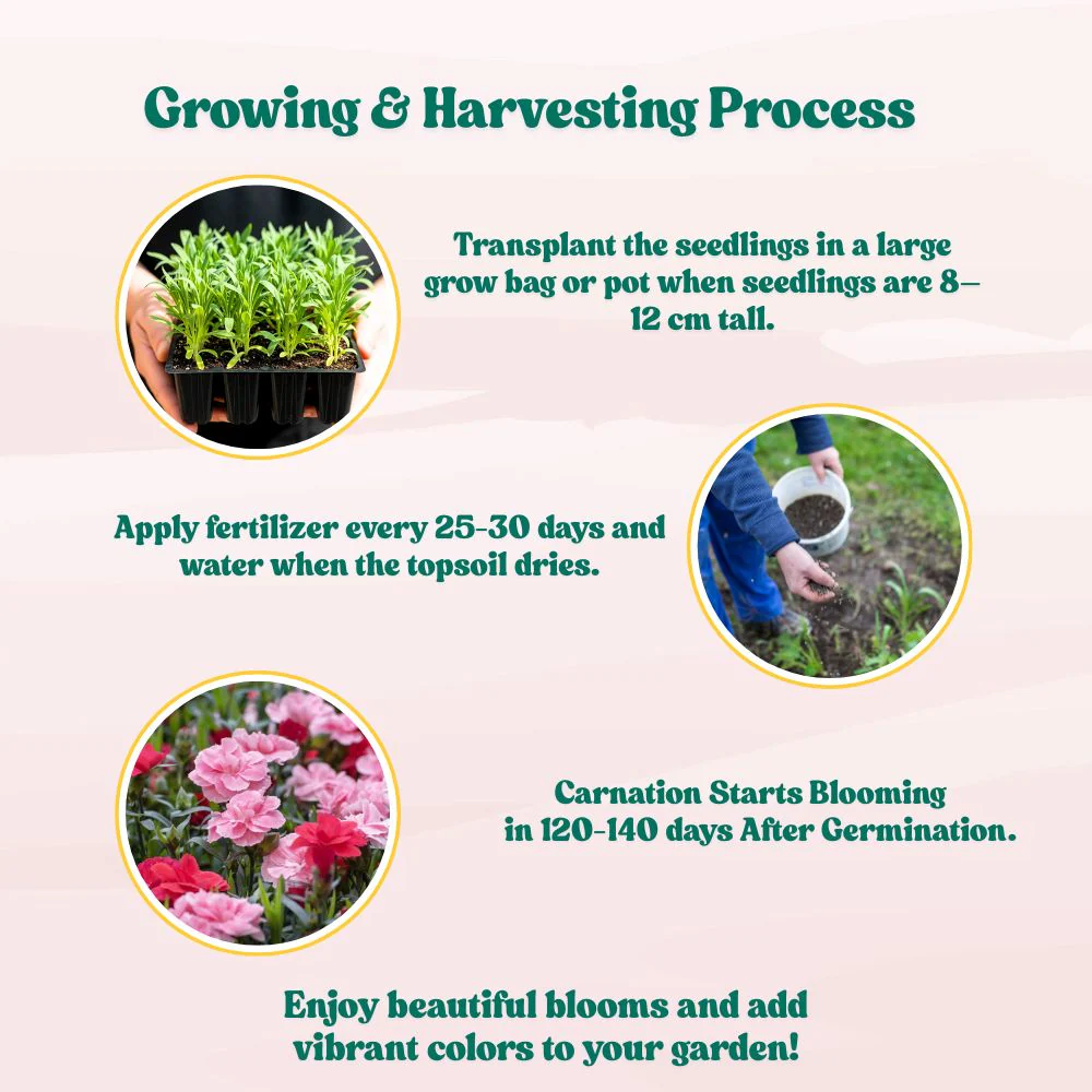 Carnation Mix Seeds (100 Seeds) High Germination/ Easy To grow/ Perfect for pots, balconies, or Terrace gardens - Image 8