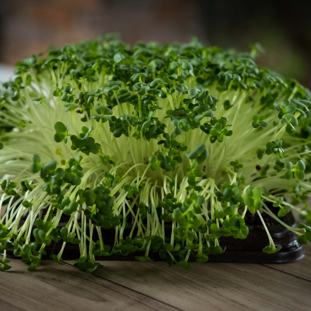 Cauliflower Microgreen Seeds (20g) - Image 2