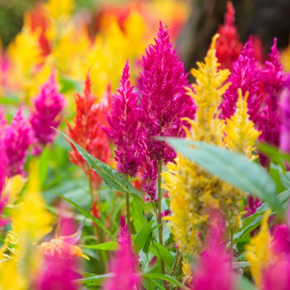 Celosia Plumosa Liliput Mixed Seeds (200 Seeds) High Germination/ Easy To grow/ Perfect for pots, balconies, or Terrace - Image 2