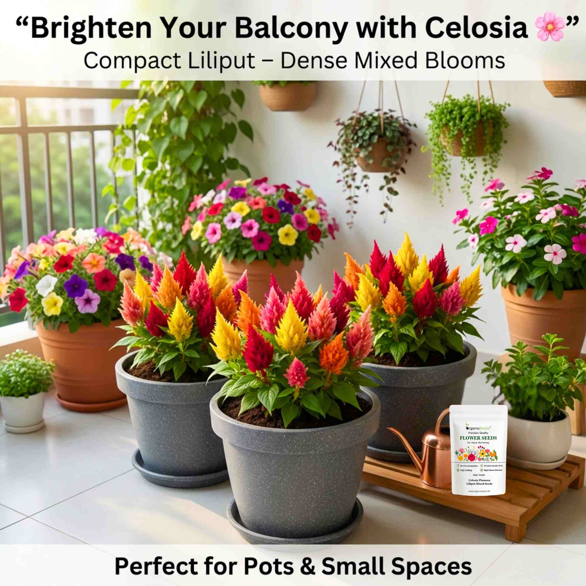 Celosia Plumosa Liliput Mixed Seeds (200 Seeds) High Germination/ Easy To grow/ Perfect for pots, balconies, or Terrace - Image 3