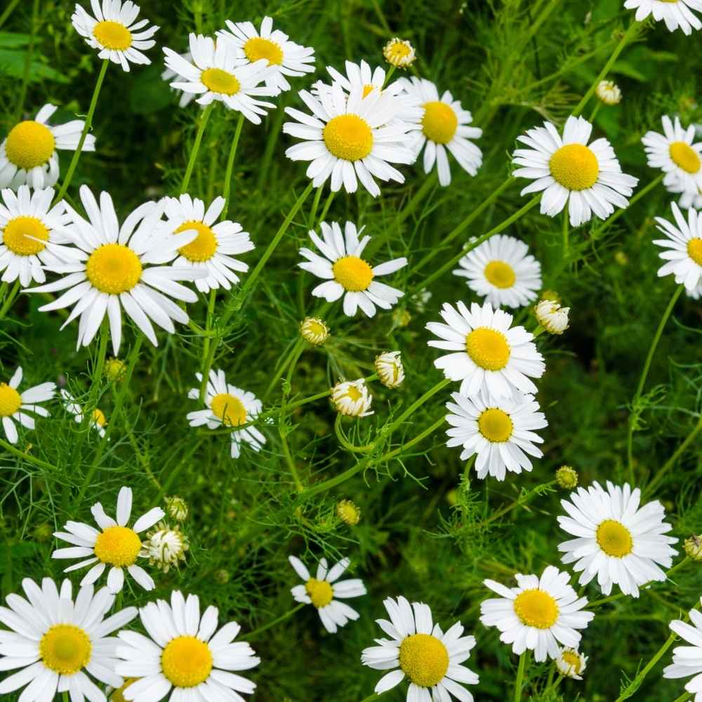 Chamomile German Seeds - 1000 Seeds (कैमोमाइल के बीज) - Image 2