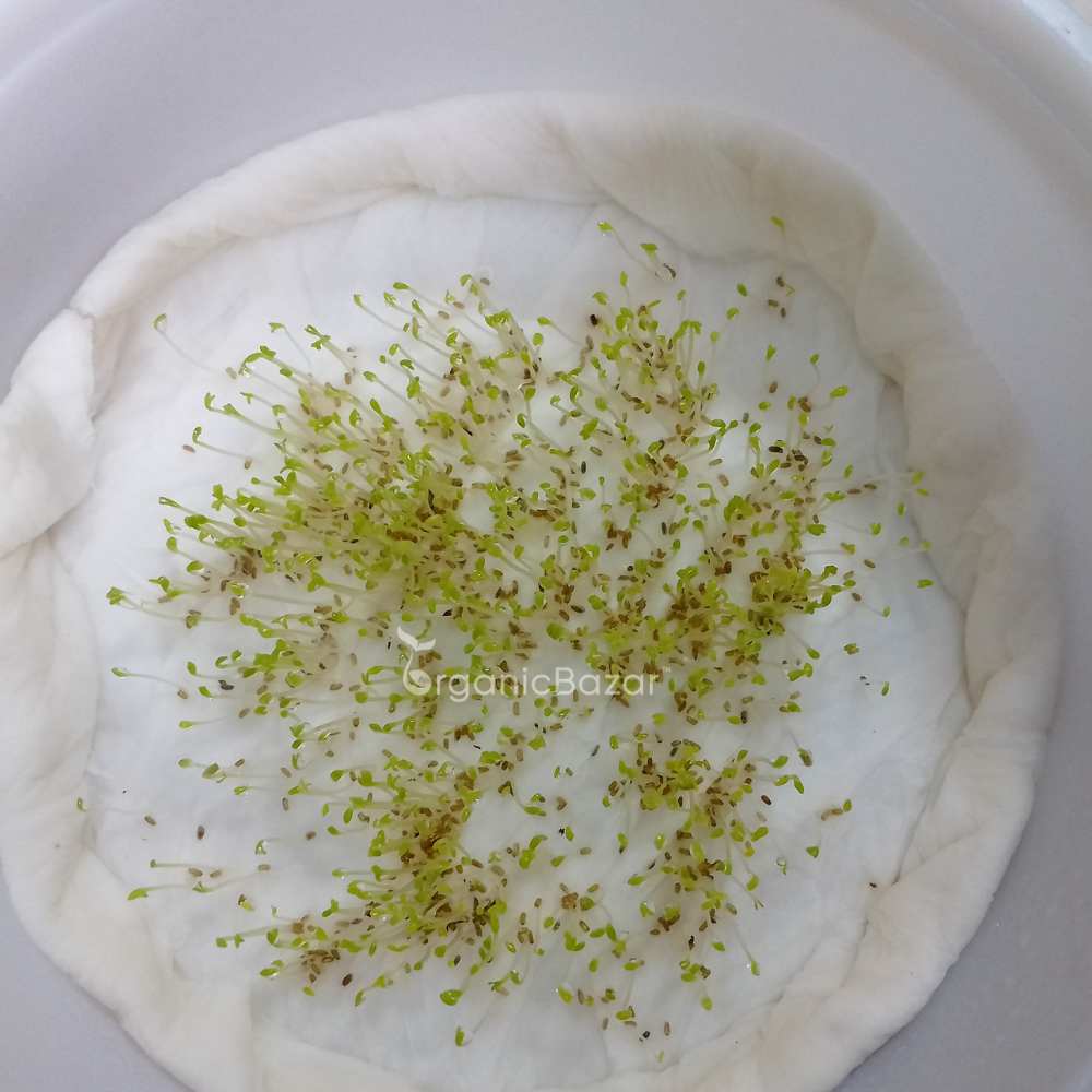 Chamomile German Seeds - 1000 Seeds (कैमोमाइल के बीज) - Image 4