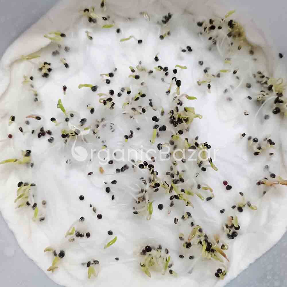 Chaulai Green Amaranth (Hari bhaji) Seeds - 5g (चौलाई भाजी के बीज) - Image 5