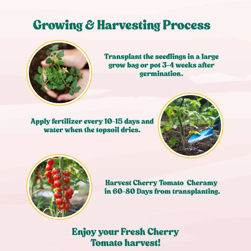 Cherry Tomato Cheramy Seeds - 30 Seeds (Cherry Tamatar/चेरी टमाटर के बीज) High Germination/ Easy to Grow/ Ideal for Terrace/Kitchen Gardening - Image 9