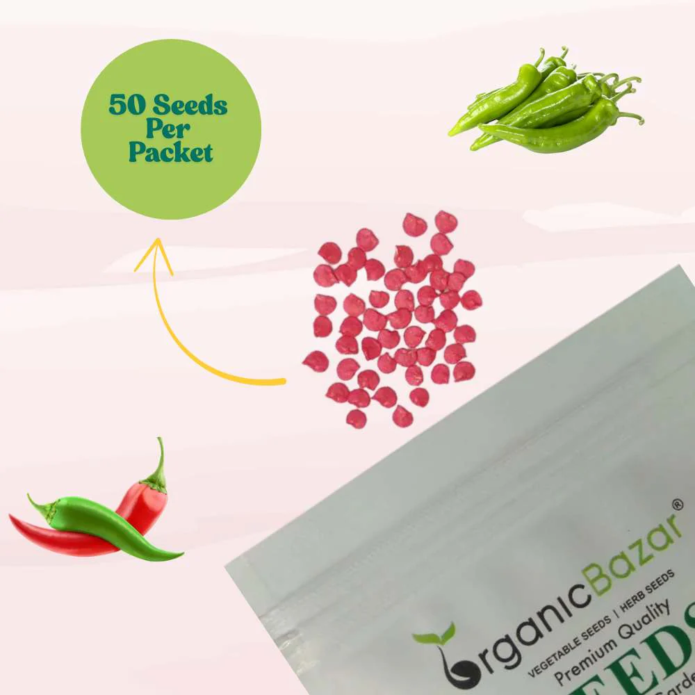 Chilli Achari Seeds - (50 Seeds) High Yield/ High Germination (Achari Mirch/ अचारी मिर्च के बीज) - Image 3