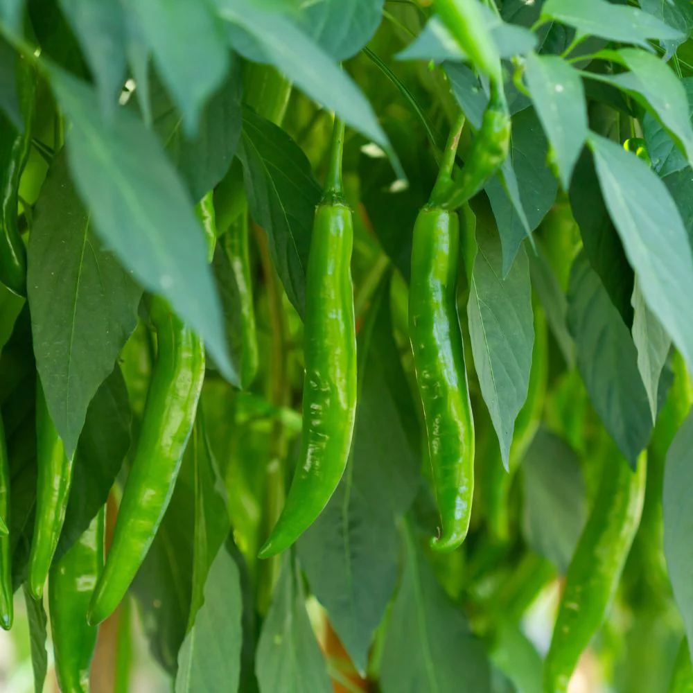 Chilli Dark Green (High Spicy) Seeds - (50 Seeds) High Yield | High Germination | Best for Home Gardens (मिर्च के बीज) - Image 2