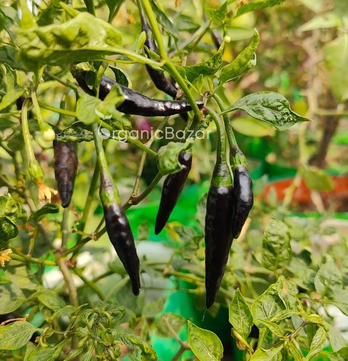 Chilli Black Purple Seeds - (50 Seeds) High Yield | High Germination | Best for Home Gardens (मिर्च के बीज) (Mirch/ मिर्च के बीज) - Image 2