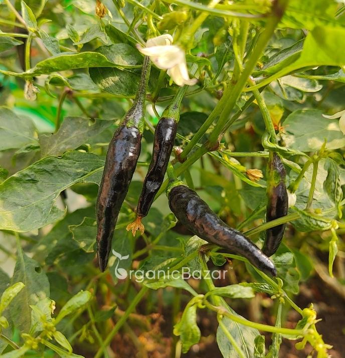 Chilli Black Purple Seeds - (50 Seeds) High Yield | High Germination | Best for Home Gardens (मिर्च के बीज) (Mirch/ मिर्च के बीज) - Image 3