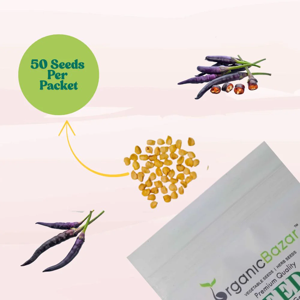 Chilli Black Purple Seeds - (50 Seeds) High Yield | High Germination | Best for Home Gardens (मिर्च के बीज) (Mirch/ मिर्च के बीज) - Image 4