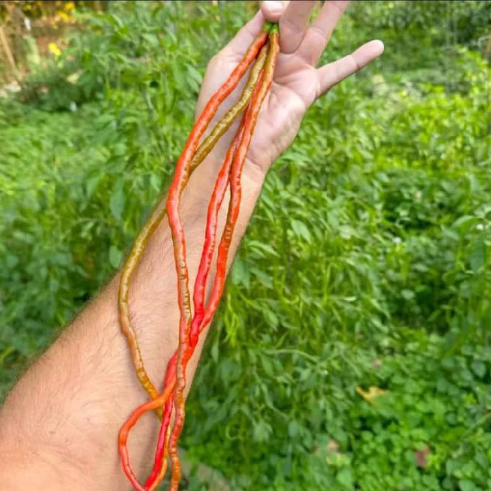 Chilli Extra Long Seeds (50 Seeds) High Yield | High Germination | Best for Home Gardens (मिर्च के बीज) - Image 3