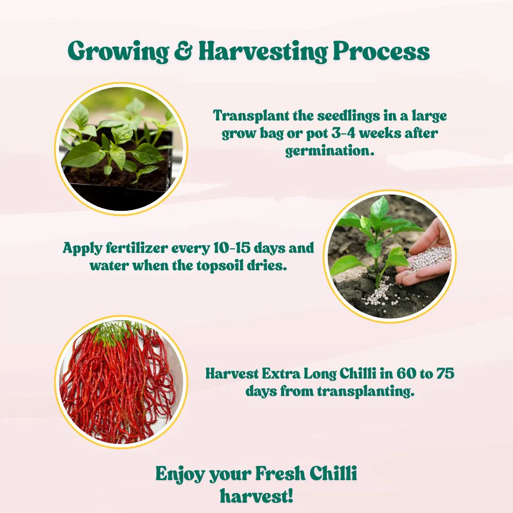 Chilli Extra Long Seeds (50 Seeds) High Yield | High Germination | Best for Home Gardens (मिर्च के बीज) - Image 8
