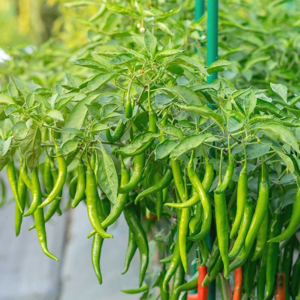 Chilli F-1 Hybrid Seeds (Mirch) Seeds - (50 Seeds) High Yield | High Germination | Best for Home Gardens (मिर्च के बीज) - Image 2