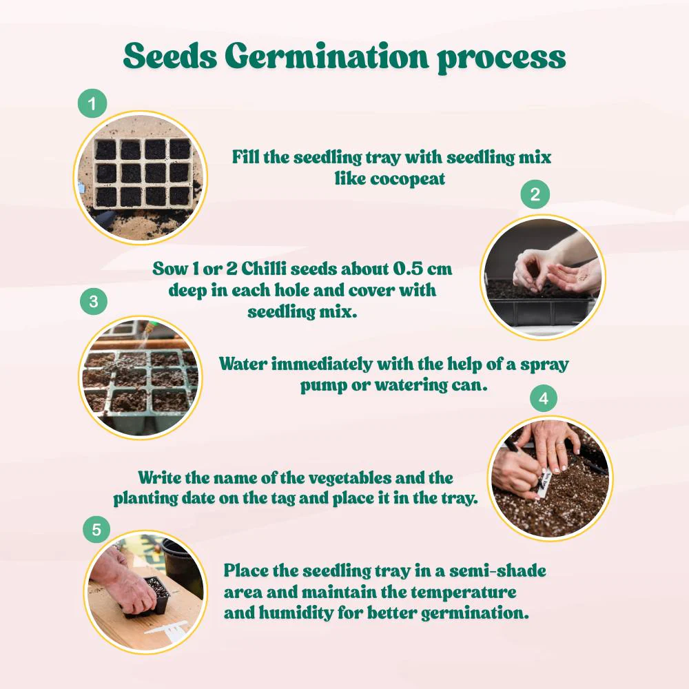 Chilli F-1 Hybrid Seeds (Mirch) Seeds - (50 Seeds) High Yield | High Germination | Best for Home Gardens (मिर्च के बीज) - Image 5