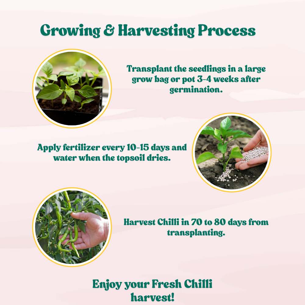 Chilli F-1 Hybrid Seeds (Mirch) Seeds - (50 Seeds) High Yield | High Germination | Best for Home Gardens (मिर्च के बीज) - Image 6
