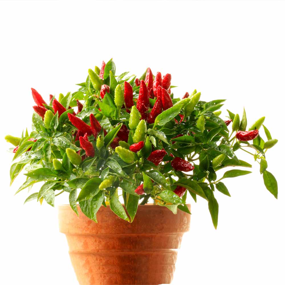 Chilli-Pepper Surya Pariksha-Upright Type Seeds - 50 Seeds (Mirch/ मिर्च के बीज) - Image 2