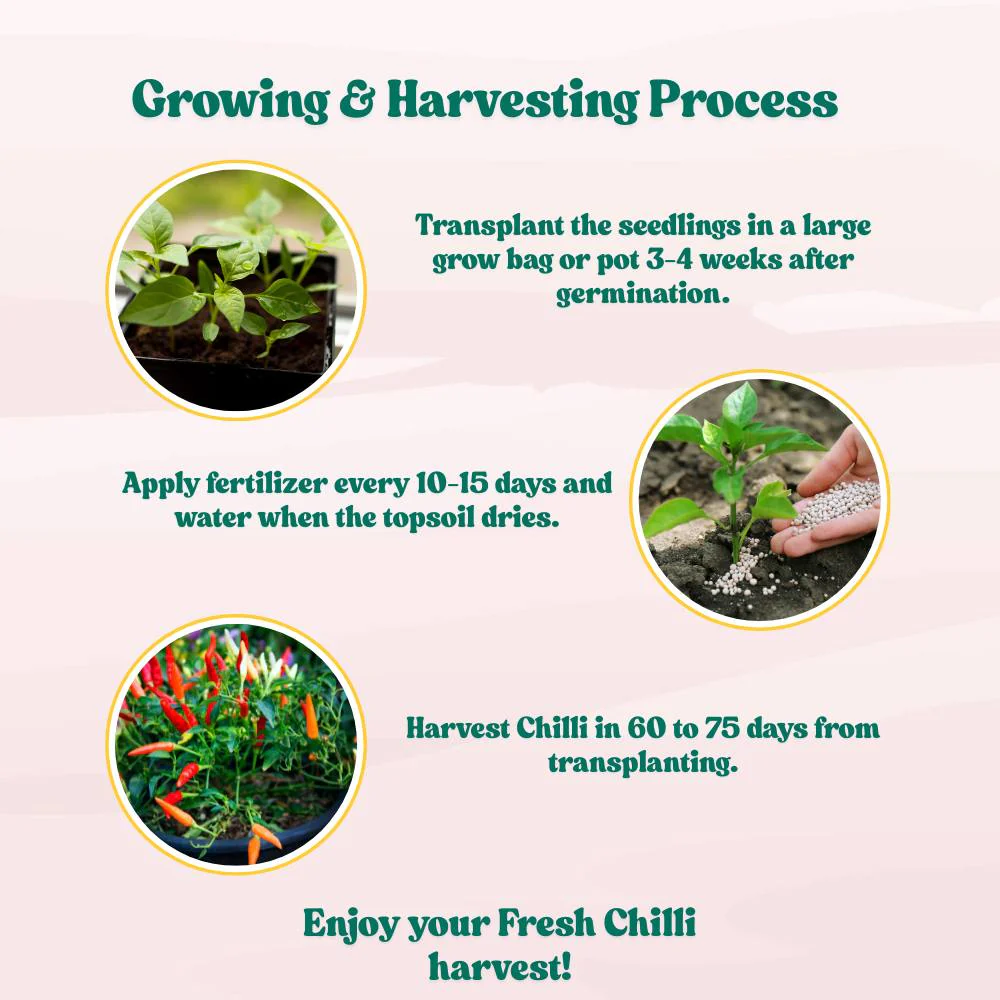 Chilli-Pepper Surya Pariksha-Upright Type Seeds - 50 Seeds (Mirch/ मिर्च के बीज) - Image 6