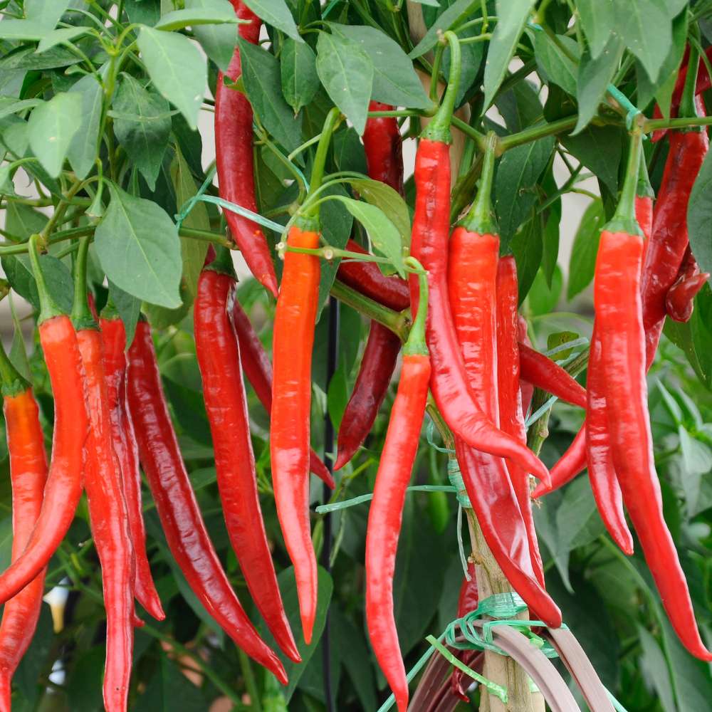 Chilli Hot Pepper F1 Hybrid Seeds - 50 Seeds (Mirch/ मिर्च के बीज)