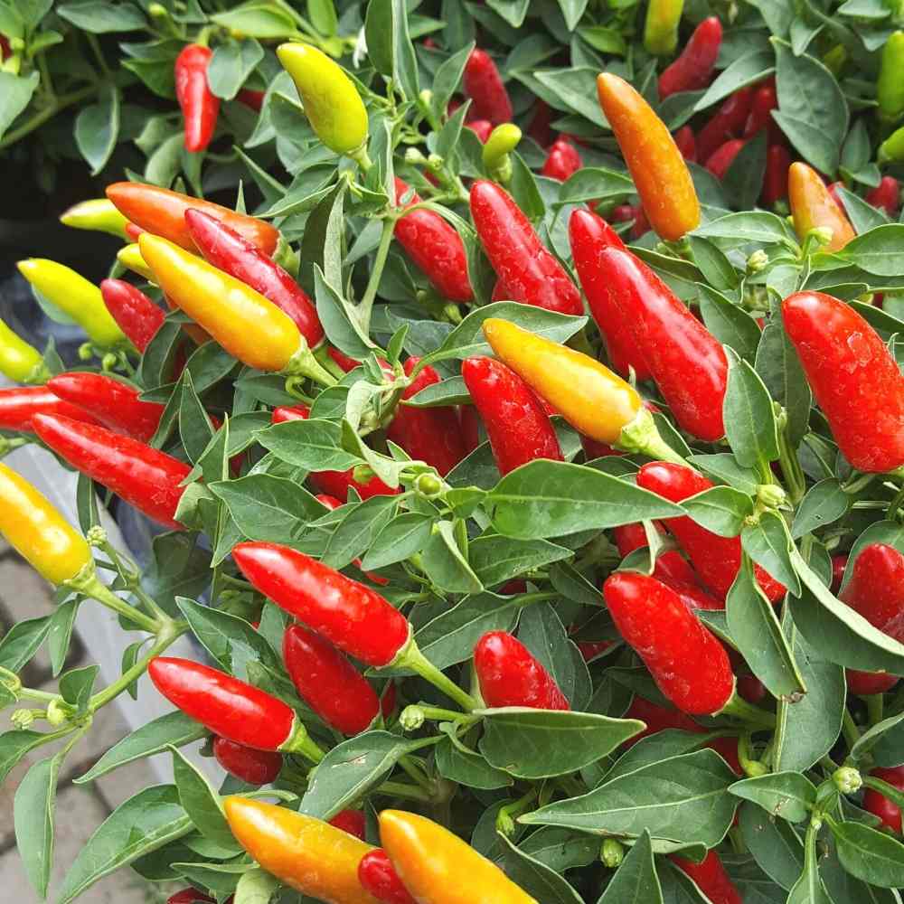 Chilli Hot Pepper Skyward Seeds - (50 Seeds) High Yield | High Germination | Best for Home Gardens (मिर्च के बीज) - Image 2